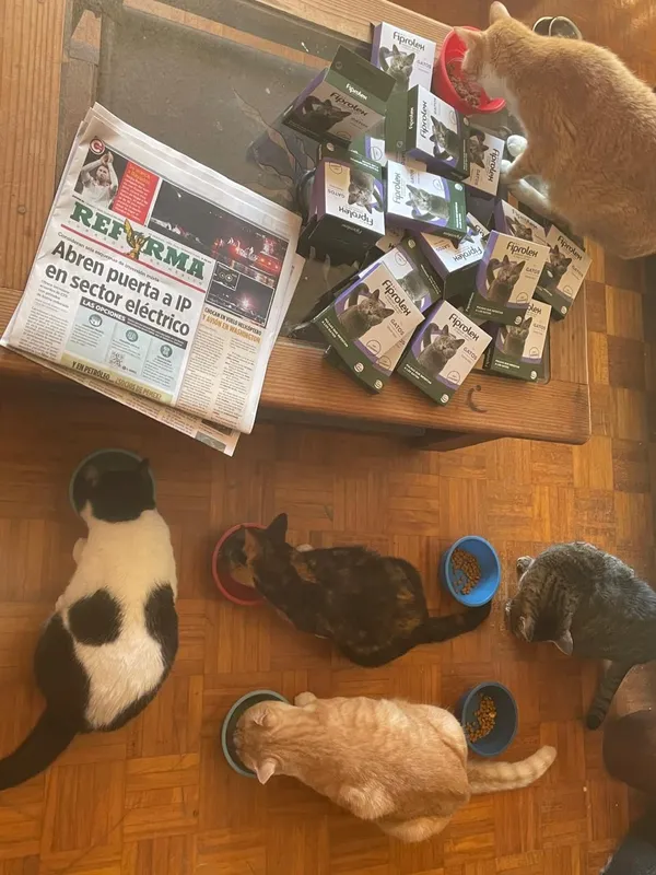 Gatitos comiendo gracias a donativos