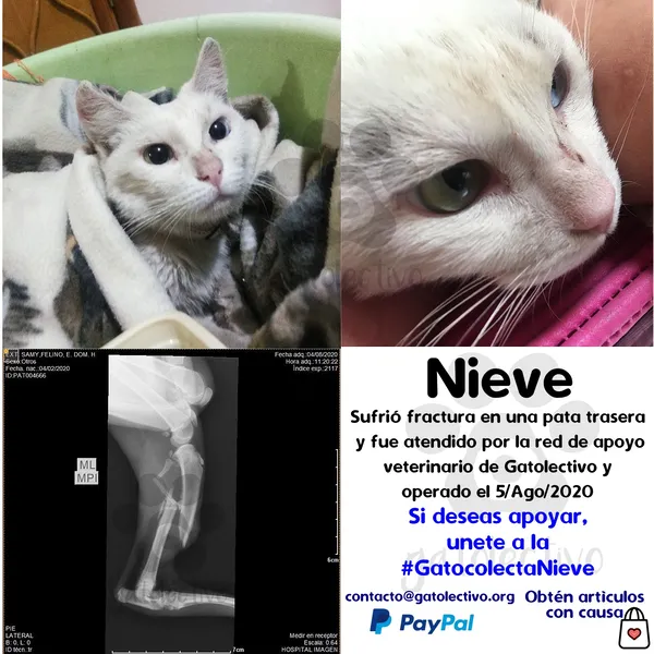 Nieve - caso veterinario