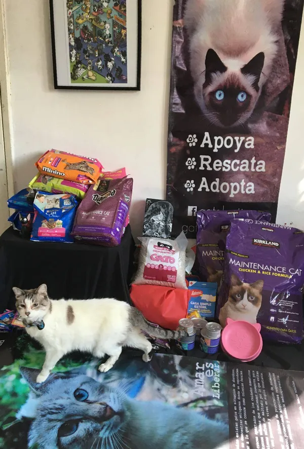 Voluntarix con gatitos