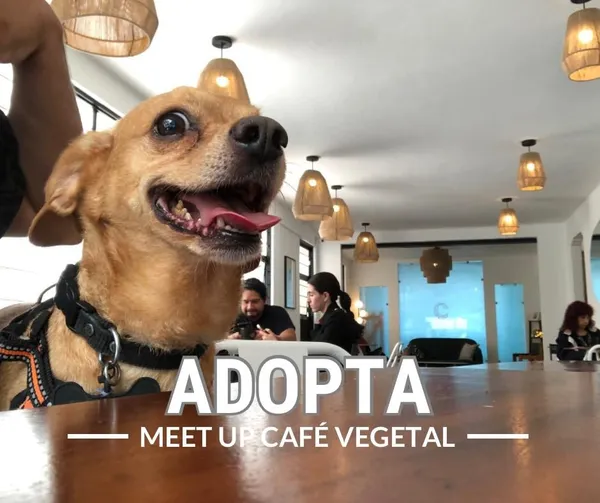 Comunidad Gatolectivo