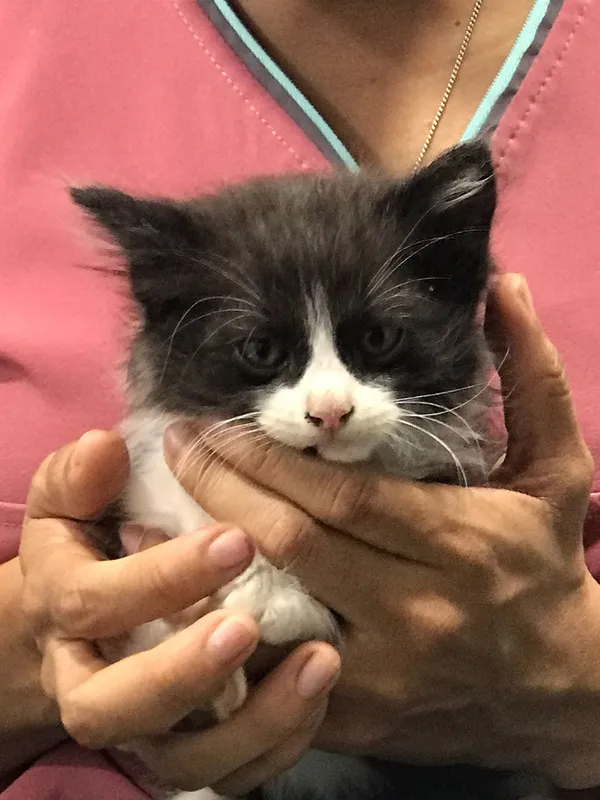 Gatito blanco y negro en consulta