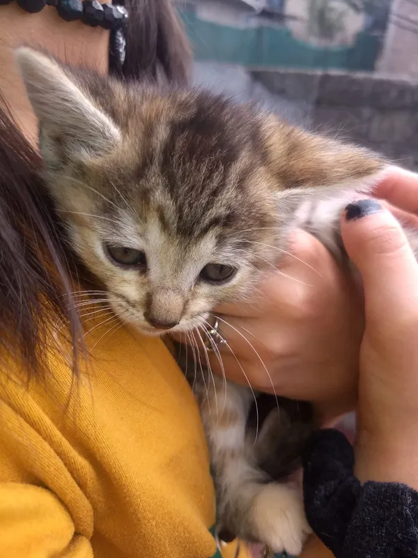 Termos ilustrados en Viko