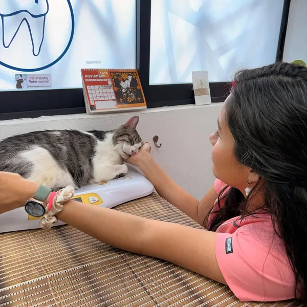VetSmile atendiendo gato