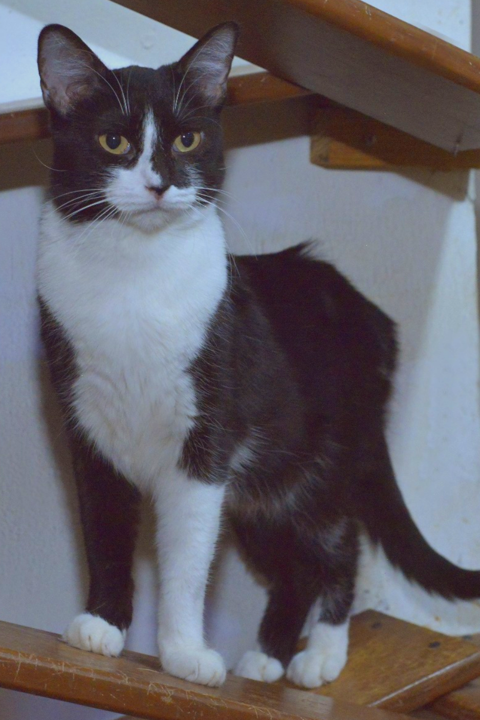 Yuma - Foto 2