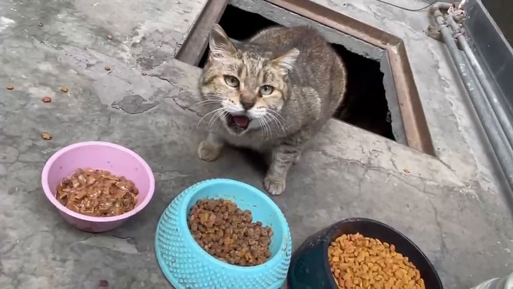 Gato de colonia pidiendo su comida