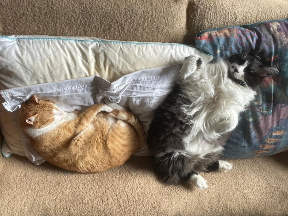 Dos gatos durmiendo juntos en un sillón