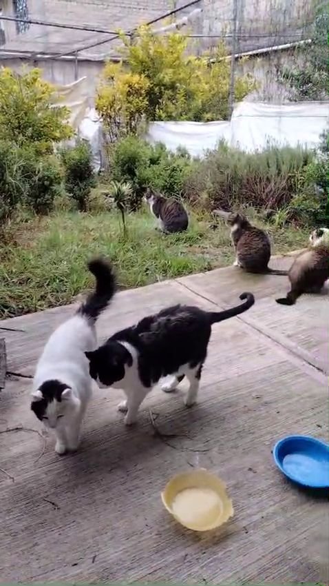Gatos caminando en el santuario