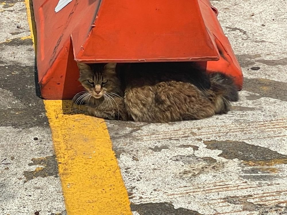 Gata feral descansando bajo un techo improvisado