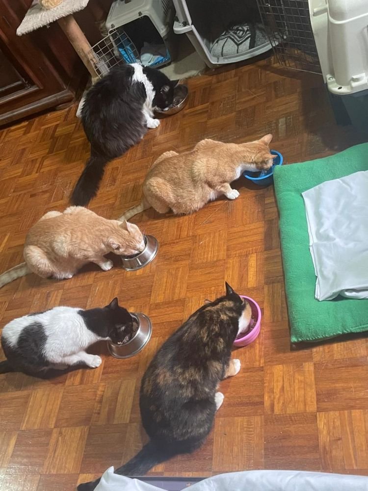 Hora de comer en un hogar temporal