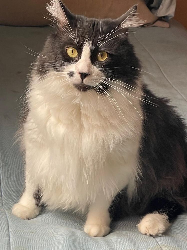 Gato de pelo largo blanco y negro