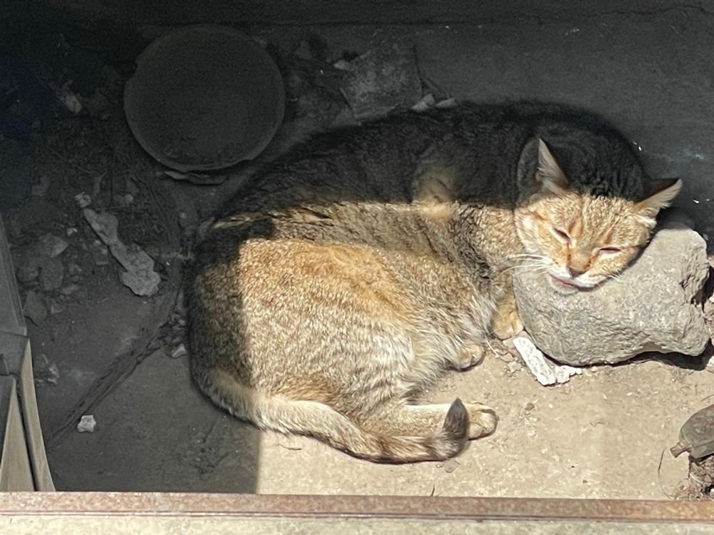 Gato feral dormido al sol