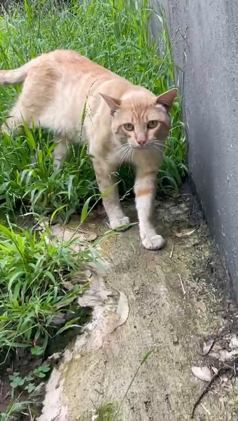 Gato naranja en el santuario