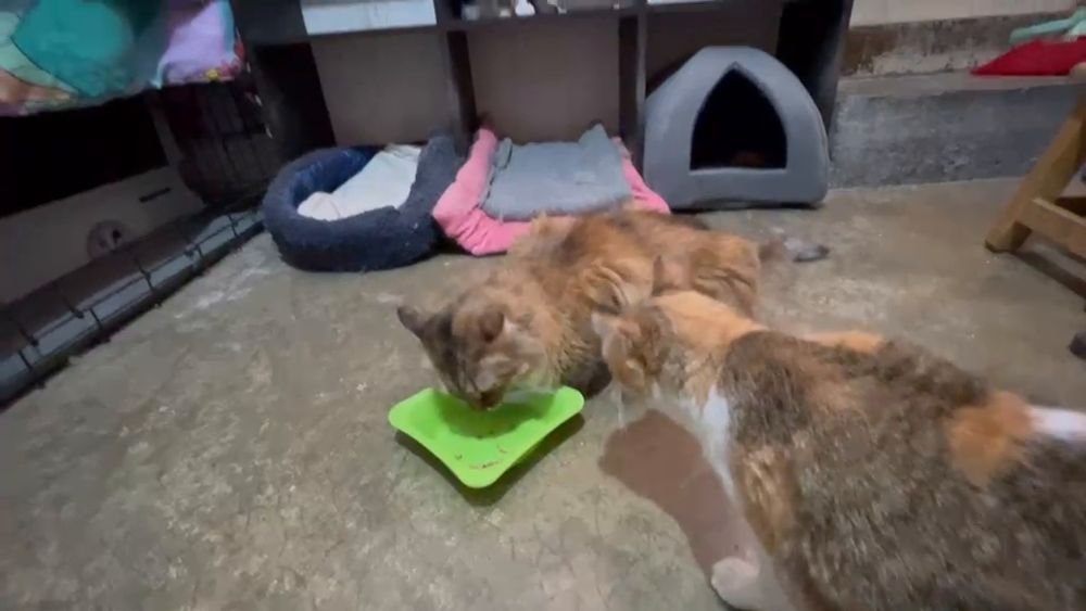 Gatos comiendo junto a sus camitas en la calle