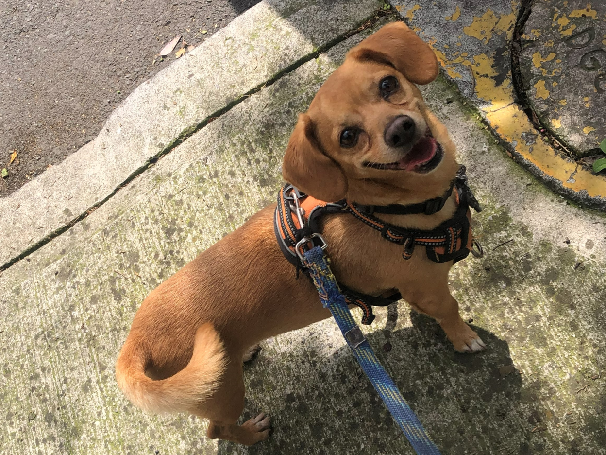 Puppy - Foto 1