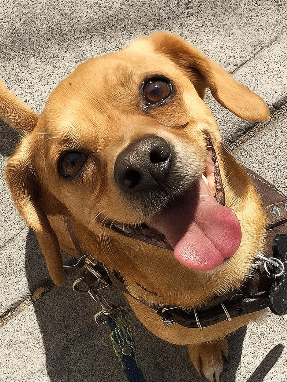 Puppy - Foto 2
