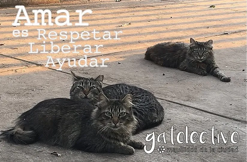 Amar es Respetar, Liberar, Ayudar - Gatolectivo