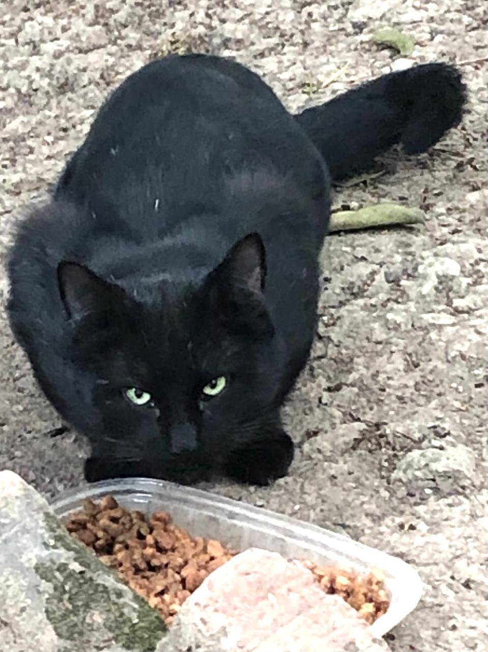 Gato negro feral