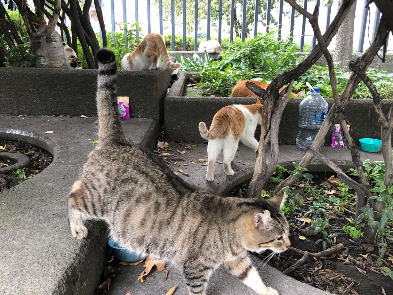 Colonia de gatos ferales