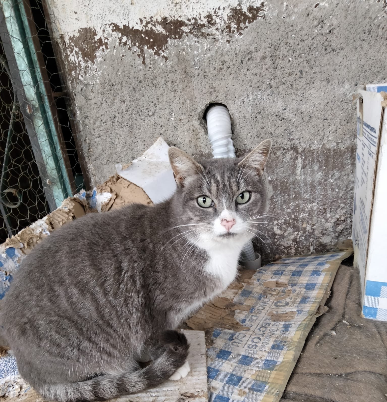 Gato feral gris