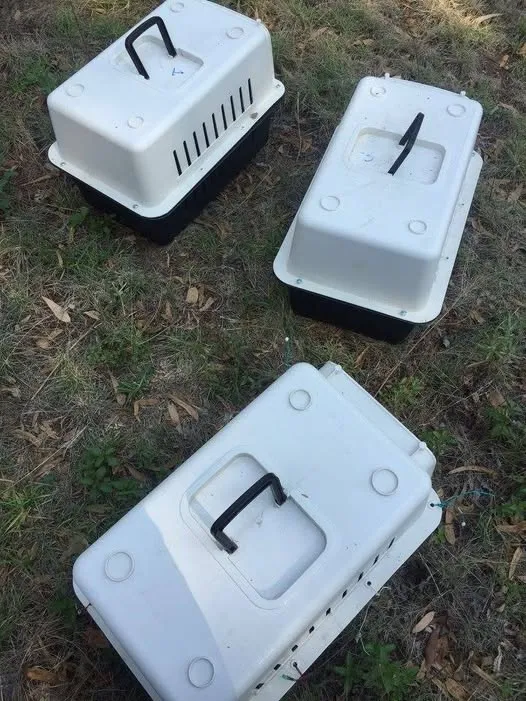 Transportadoras listas para jornada TNR